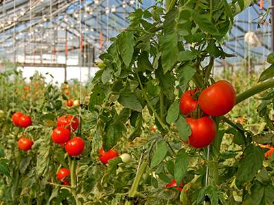 CompoPac-Rankhilfe-Tomaten